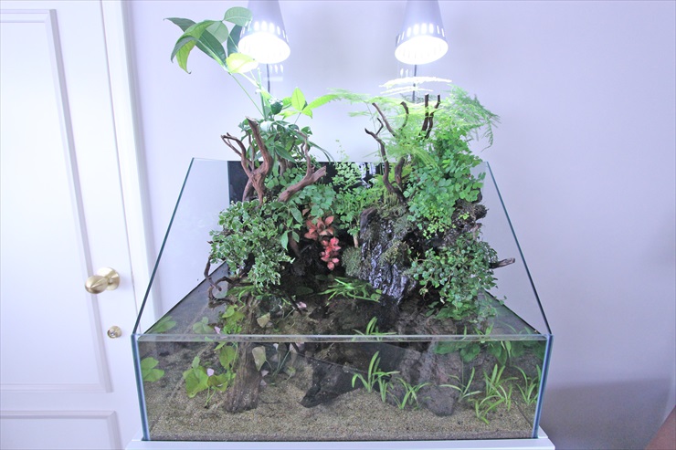 アクアテラリウムの簡単な作り方・始め方｜初心者向けにプロが教えます