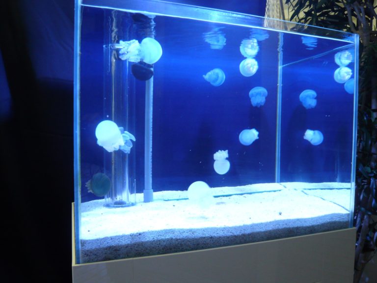 クラゲを飼育! 自宅で飼うためのコツと餌や水温、入手方法について