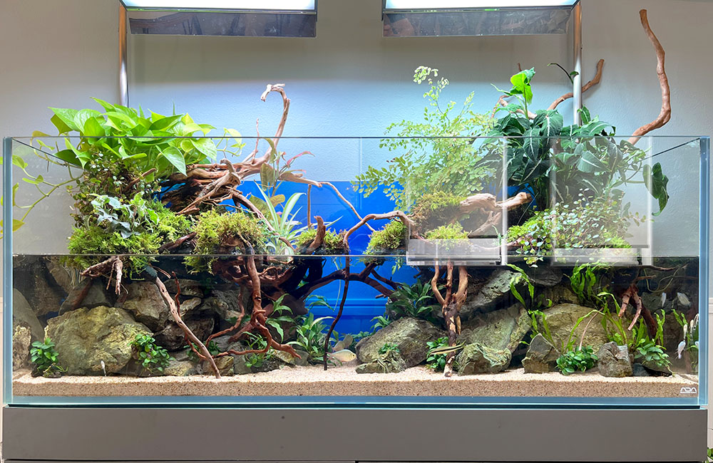 120cm水槽をリニューアル！歯科クリニックのアクアテラリウム水槽