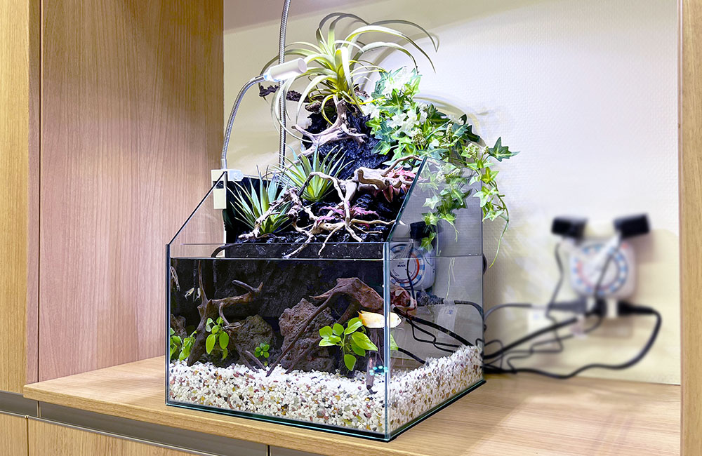 クリニックの30cmアクアテラリウム水槽！コンパクトな癒しの水槽｜東京