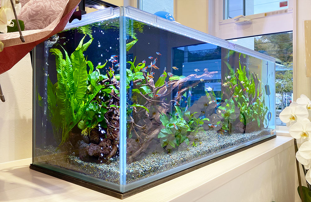 ネオンテトラの水槽レイアウト事例！淡水・水草水槽の事例を紹介します