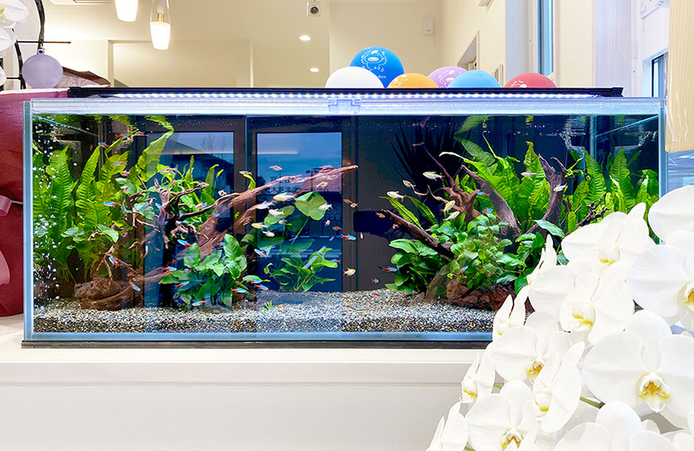 ネオンテトラの水槽レイアウト事例！淡水・水草水槽の事例を紹介します