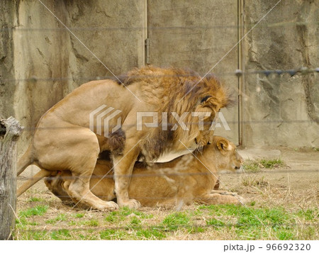 八木山動物園のライオン 交尾の写真素材 [96692320] - PIXTA