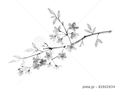 桜 水墨画の写真素材 - PIXTA