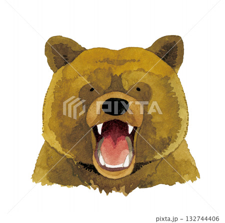 熊 ヒグマ キバ 牙の写真素材 - PIXTA