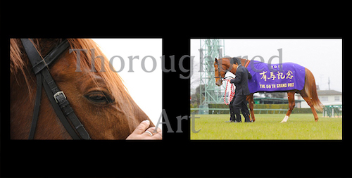 オルフェーヴル引退記念写真集(下巻) | サラブレッドライフ