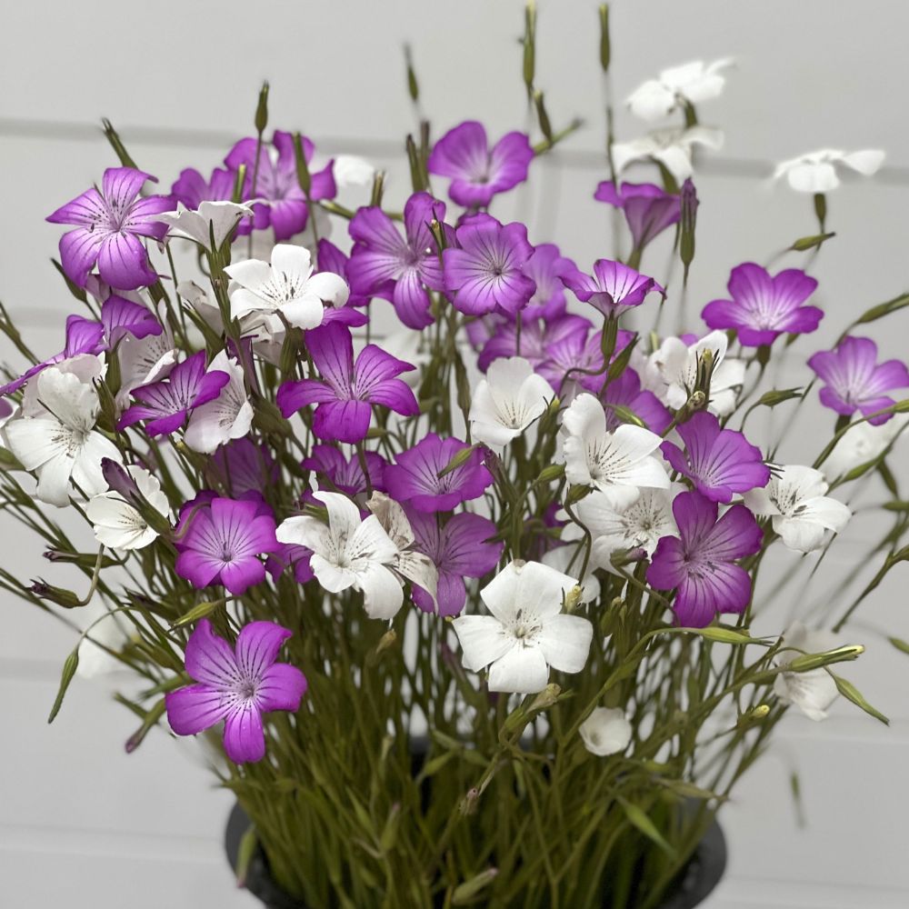 DISCONTINUED - Corn Cockle, Milas Queen Mix – The Gardener's Workshop