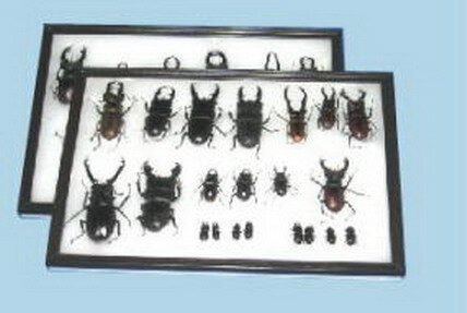 楽天市場】クワガタ 標本 箱の通販