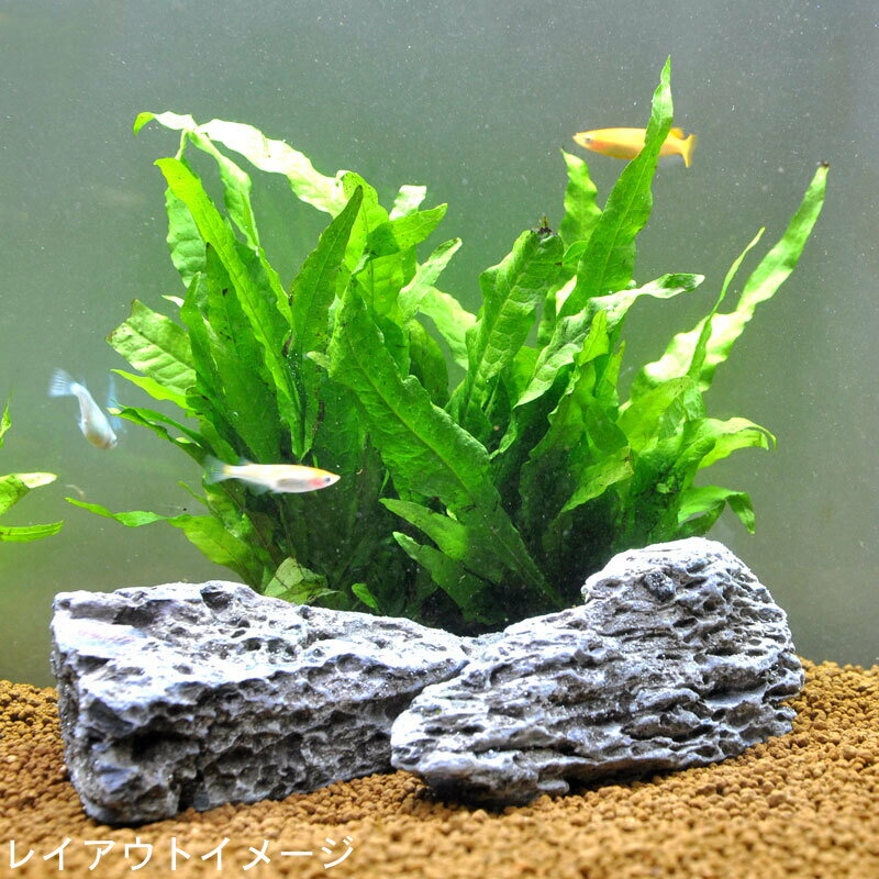 楽天市場】水槽 龍王石の通販