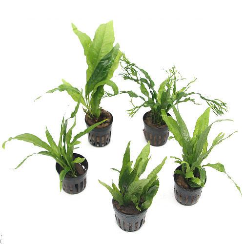 楽天市場】ミクロソリウム スモールリーフの通販