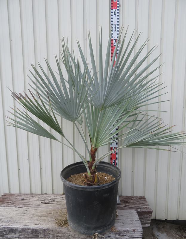 楽天市場】ブラヘアの通販