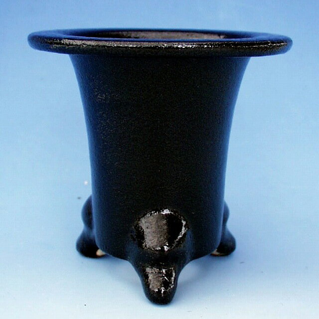 万年青 おもと 長生殿 覆輪斑 4号陶器鉢つき 極上❗ ① おもと 観葉