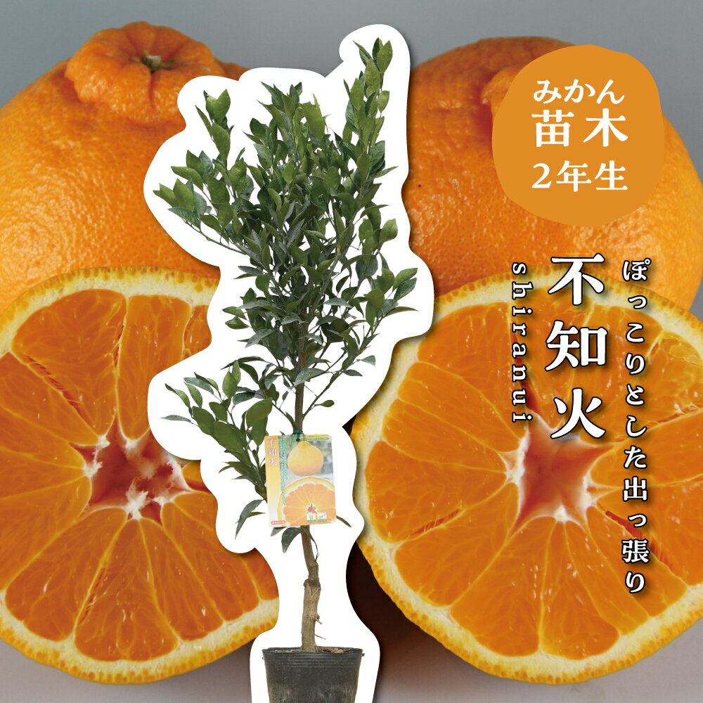 楽天市場】不知火 苗木 3年の通販