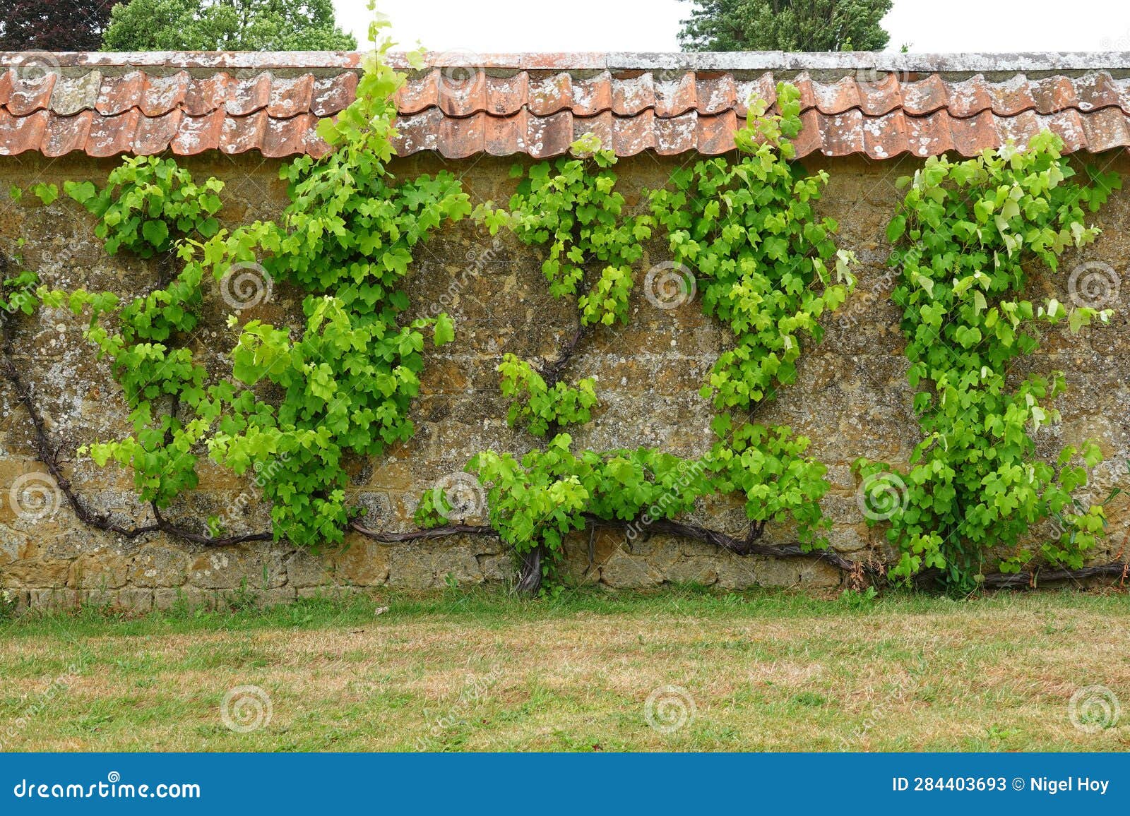 Grape Vine Growing Against Garden Wall Stock Image - Image of