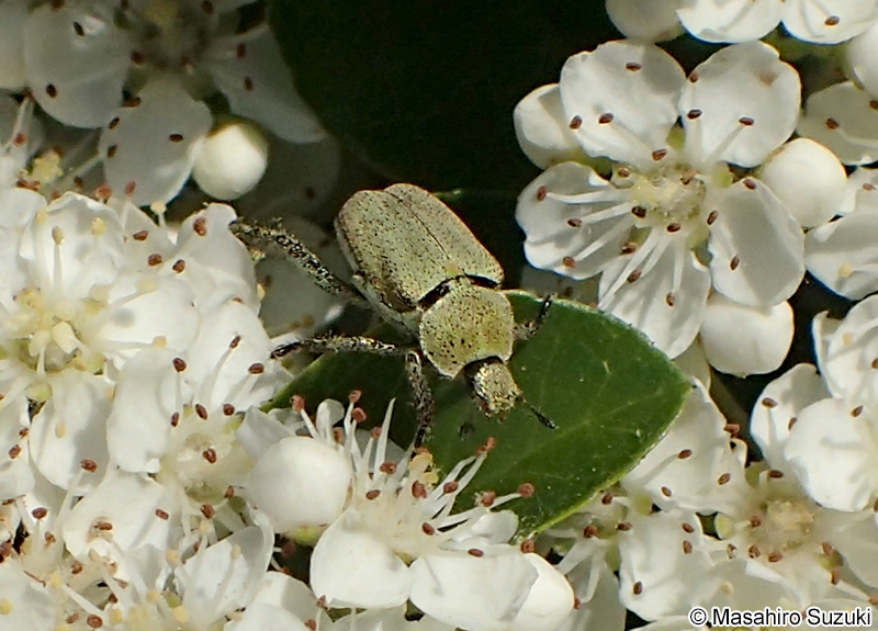 アシナガコガネ Hoplia communis
