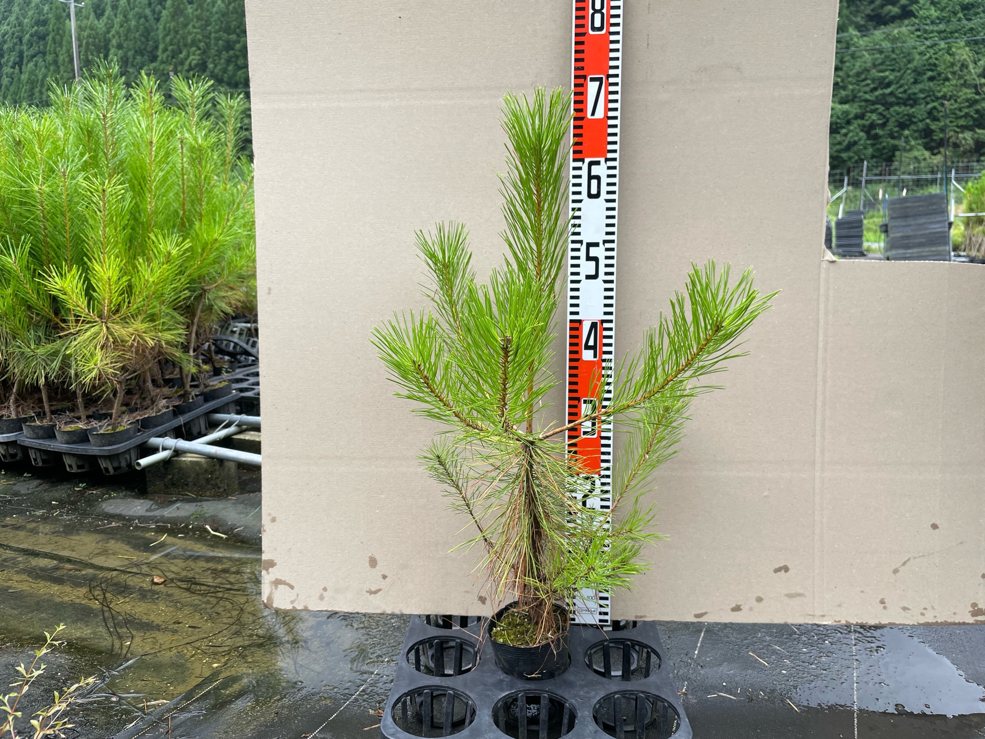 抵抗性アカマツ | 鳥取県山林樹苗協同組合