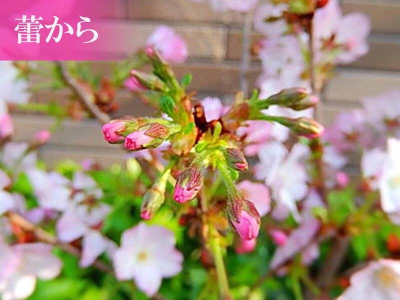 楽天市場】2026年プレゼントに笑顔の花が咲くさくら鉢植え2026年5月頃