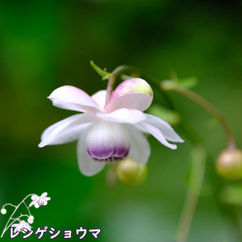 楽天市場】2025年7月に開花見込みNEW レンゲショウマ 晒菜升麻 ポット