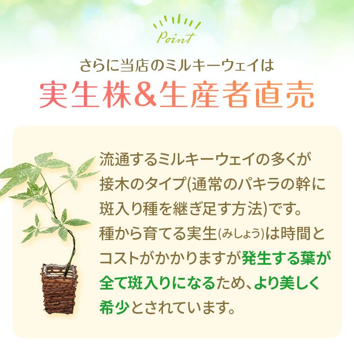 楽天市場】『「パキラ ミルキーウェイ」実生苗 斑入り 』2.5号ポット鉢