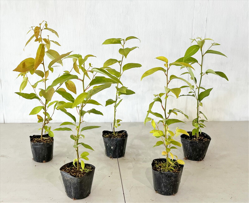 楽天市場】クロモジ 高さ約0.5m（鉢底から) 【サンプル画像】 同等品の