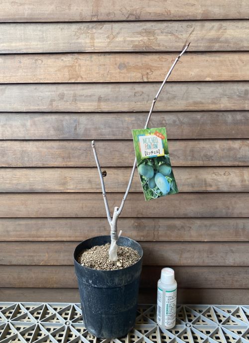 楽天市場】【鉢植え 接ぎ木】 ポポー ミッチェル 《果樹苗》 苗 苗木