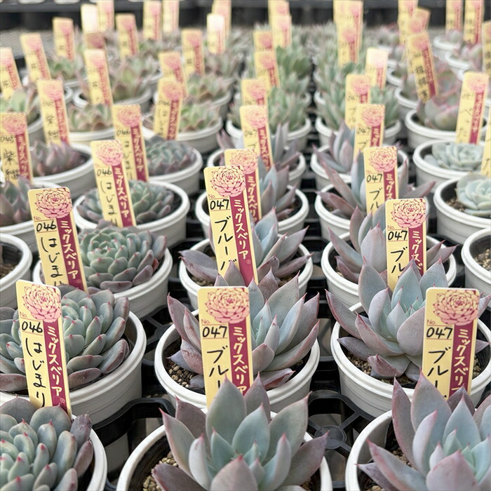 楽天市場】多肉植物 oriミックスベリア No.074 白染華 多肉植物 お