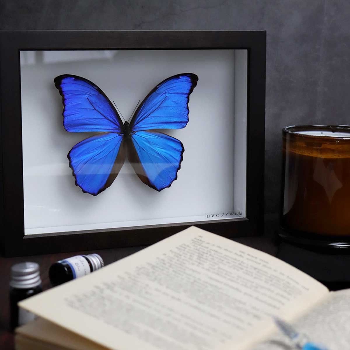 大型ドイツ標本箱（未使用uv） カキカモルフオ Amazon.co.jp: 【UV