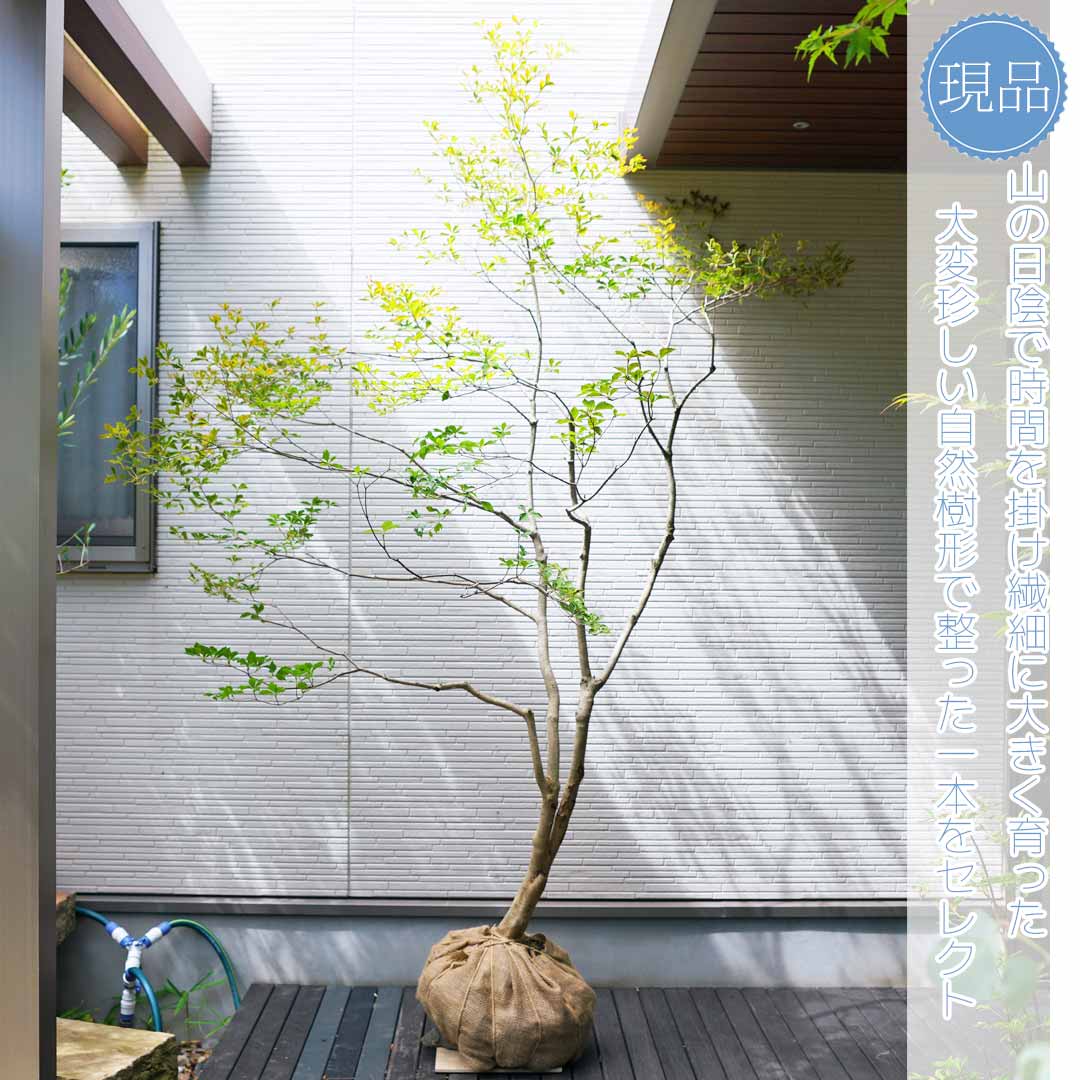 楽天市場】大型 山採り【ドウダンツツジ】自然風樹形 樹高H≒230 × 枝