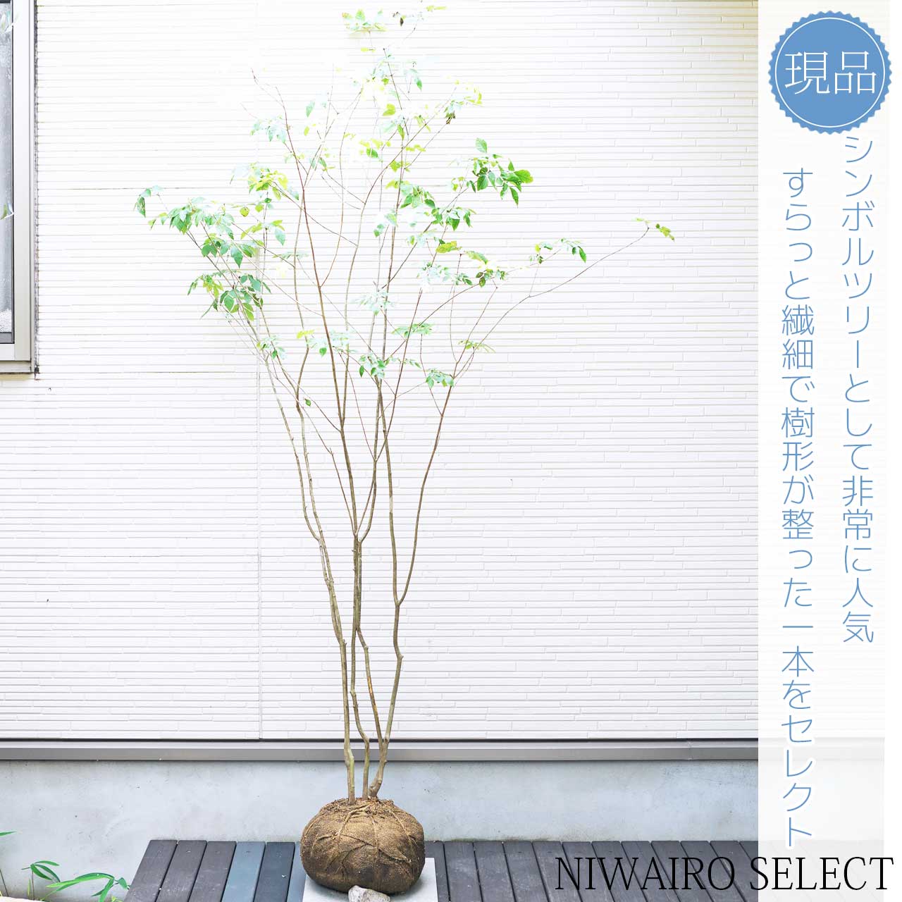 楽天市場】山採り【アオダモ】 株立ち 自然樹形 コバノトネリコ 樹高H