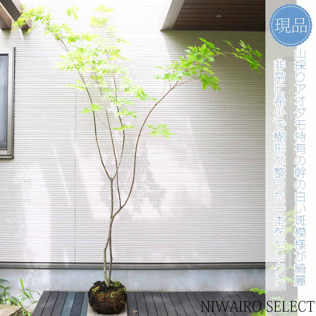 山採り アオダモ 株立ち 4本立ち 自然樹形 楽天市場】山採り【アオダモ】 株立ち 自然樹形 コバノトネリコ 樹高H