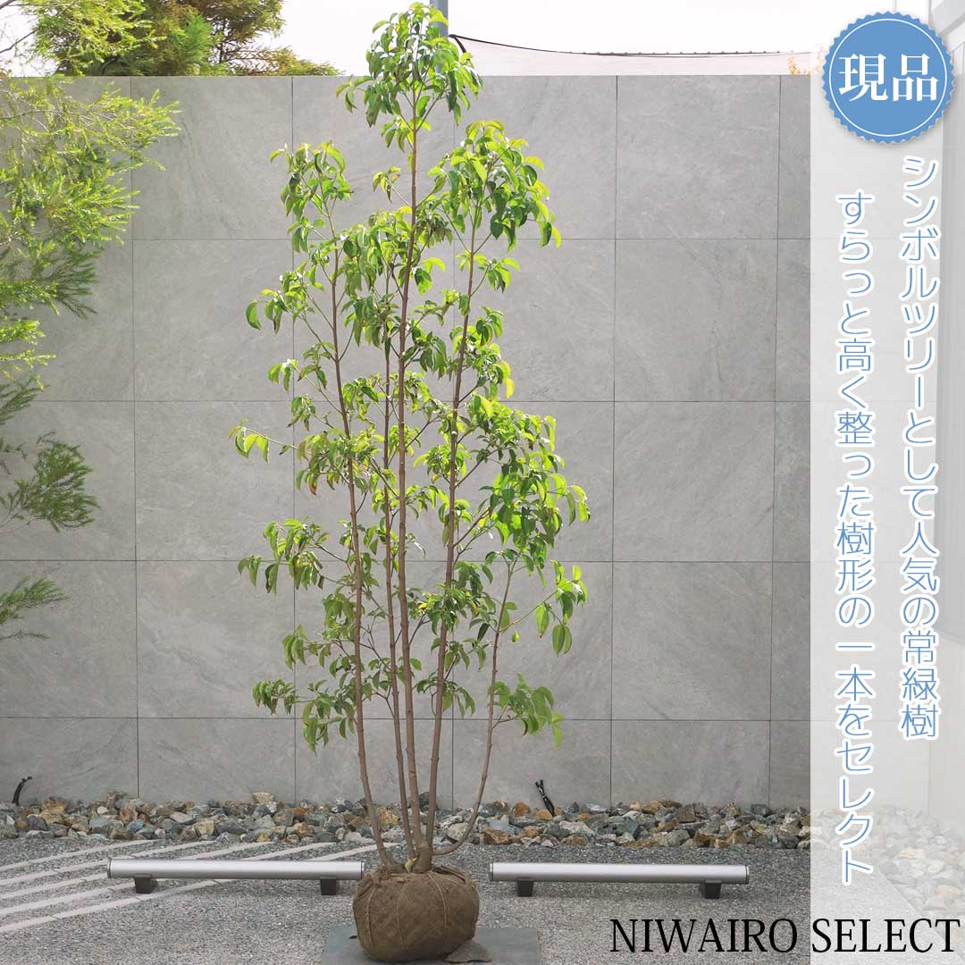 楽天市場】【現品】【常緑ヤマボウシ】山法師 月光 株立ち 自然風樹形