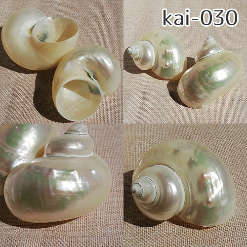 楽天市場】巻貝 貝殻 青緑 白 ブルーグリーン系 ホワイト系 海 マリン