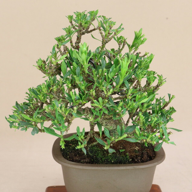 楽天市場】クチナシ - 清誉 - 小品盆栽【いよじ園 伊予路園】 : いよじ