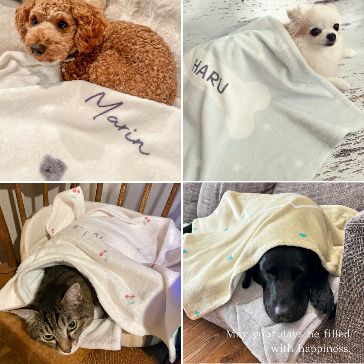 楽天市場】☆スーパーSALE特価☆ 【楽天1位】ペット用名入れ