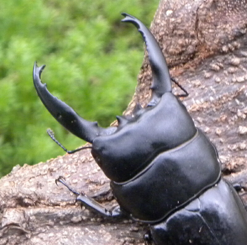 楽天市場】アルキデスヒラタクワガタ（長歯）成虫 オス 外国産クワガタ