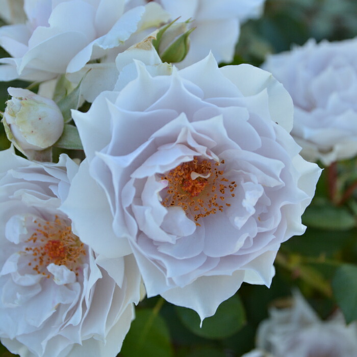 楽天市場】送料無料【ザ セレスティアル 6号鉢大苗予約】鉢植え バラ