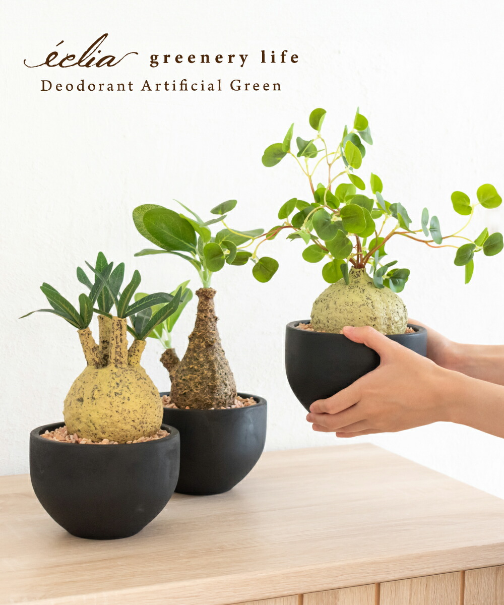 手作植木鉢 Mサイズ 検（ 塊根植物 グラキリス パキプス アガベ) 手作