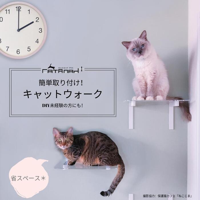 楽天市場】【animacolle ワイドステップ 選べる3枚セット】公式 送料