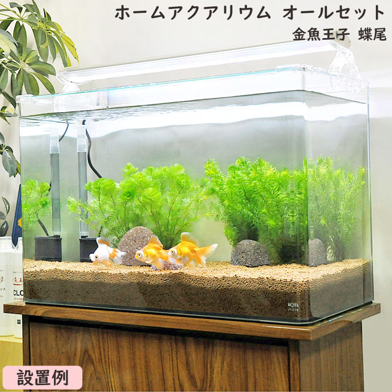 楽天市場】水槽 60cm 初心者セット【60×30×40cm 60L】アクアシステム