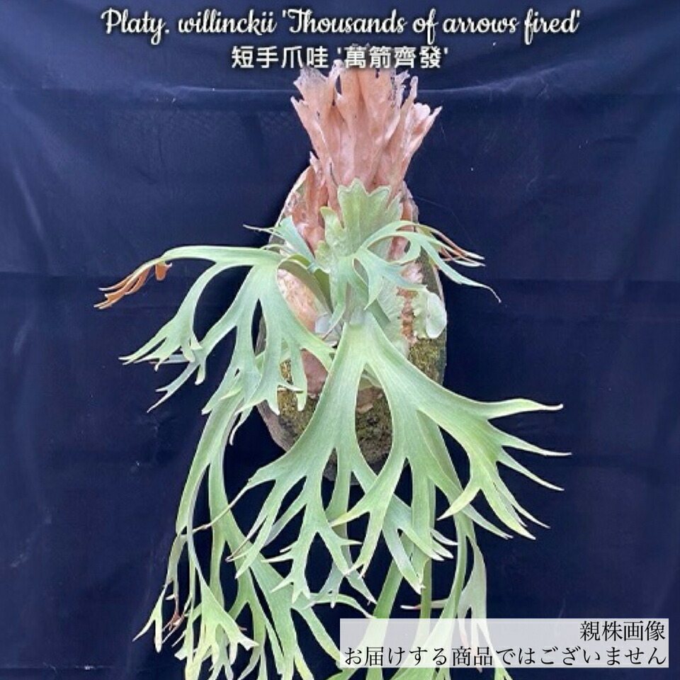 楽天市場】(現品) ビカクシダ ウィリンキー 'サウザンズ オブ アローズ