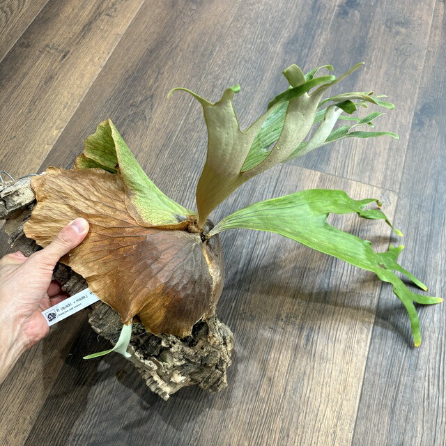 楽天市場】(現品) ビカクシダ 交配種 (クアドリディコトマム × マダ