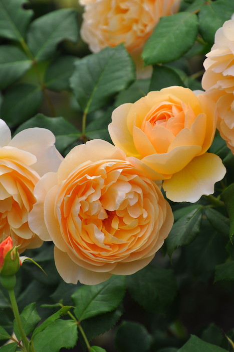 楽天市場】【冬季大苗】バラ苗 ロアルドダール 輸入苗 7号鉢植え品