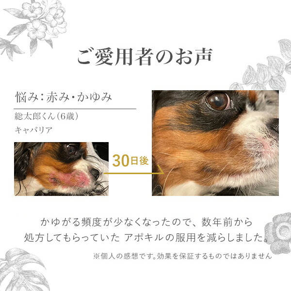 楽天市場】ミラネストゼリースティックFOR DOG さつまいも風味 犬
