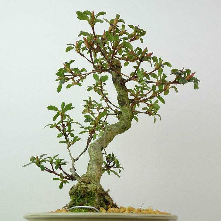 楽天市場】盆栽 皐月 神鏡 樹高 約21cm さつき Rhododendron indicum