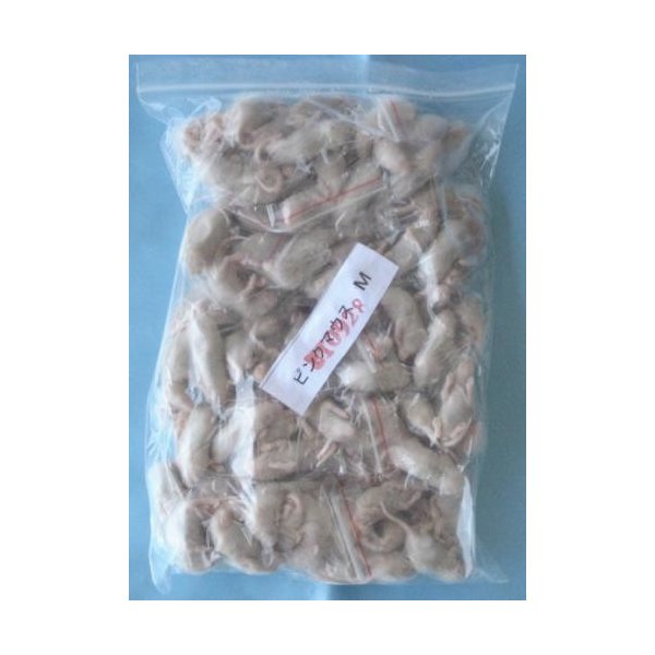 エサ ピンクマウス 爬虫類」の人気商品一覧 | 安い商品を通販サイト