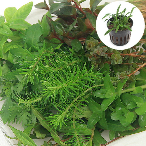 楽天市場】（水草）おまかせ水上葉 レイアウトセット 60cm水槽用