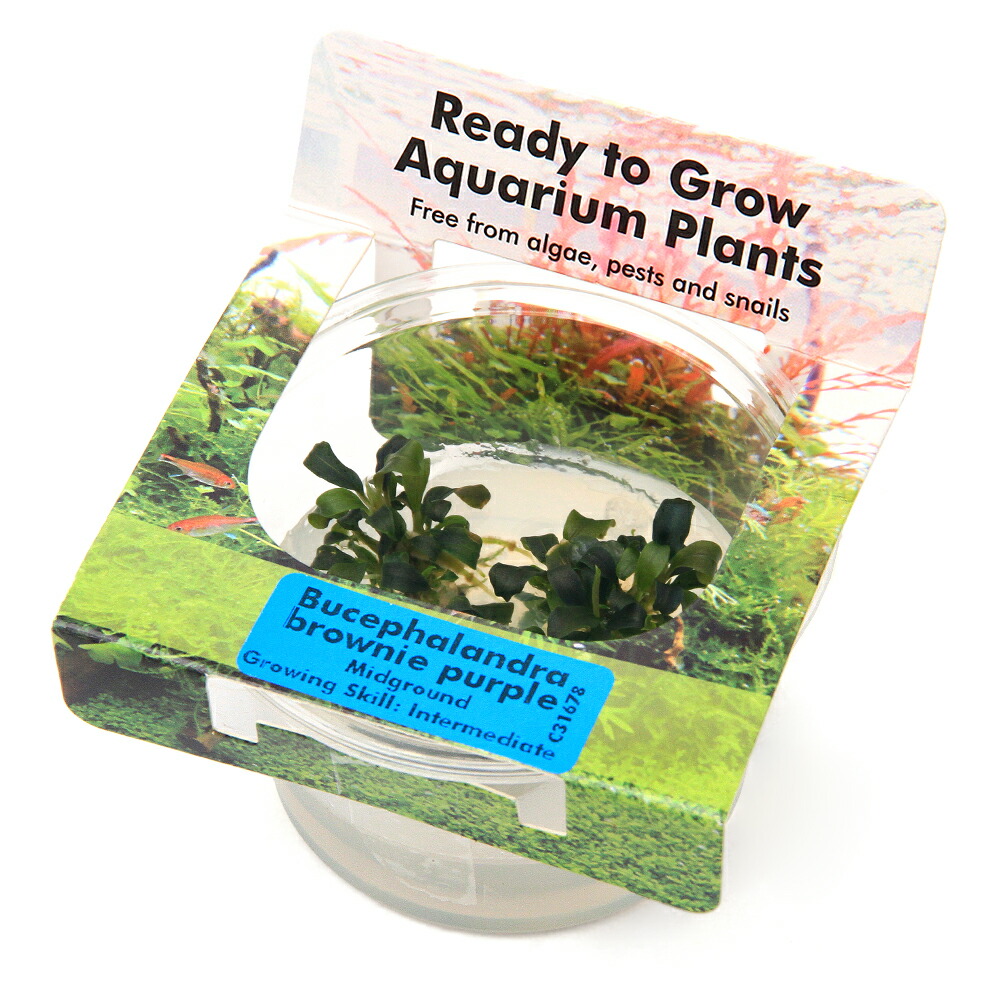 サウザー】ブセファランドラ 水中葉 群生株 5株 サウザー