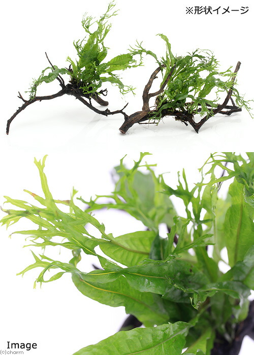 楽天市場】（水草）ミクロソリウム ウェンディロフ 枝状流木 Mサイズ