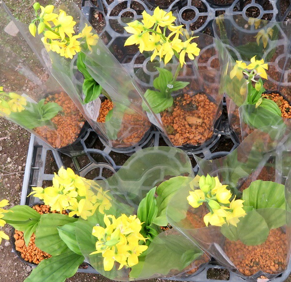 キエビネ（黄エビネ①） 来年開花予定・キエビネ20株 エビネ 海老根 黄