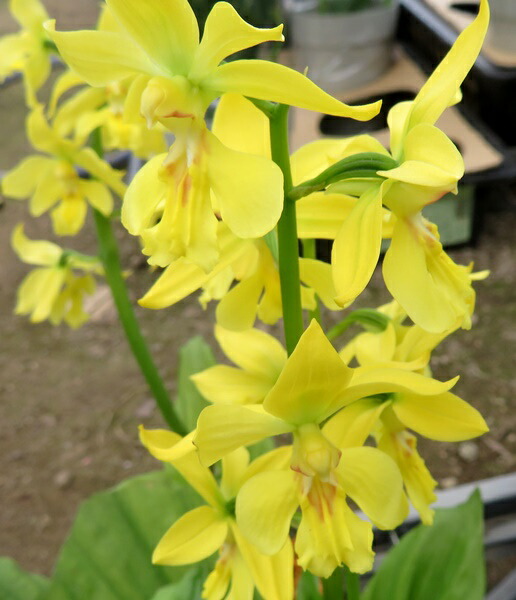 キエビネ（黄エビネ①） 来年開花予定・キエビネ20株 エビネ 海老根 黄